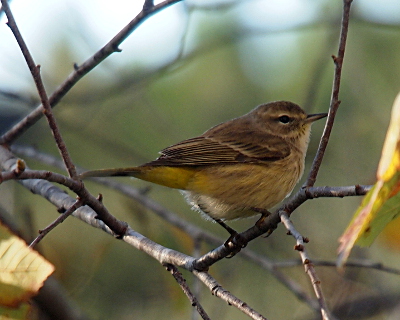 [This bird perched on a branch has a brown back and a tan belly with brown flecks and a back end (underside) which is yellow.]